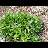 Centaurea montana (fam Composees) (Europe centre et sud) (1)
